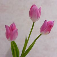 チューリップ,植物のある暮らし,春の訪れ,2月,われら17年組の画像