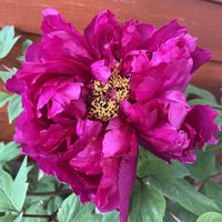 ボタン,京都府立植物園,早春の草花展2026の画像