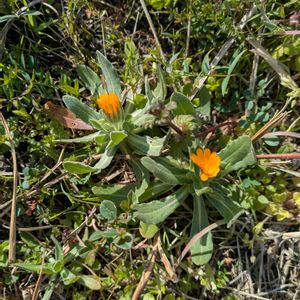 雑草,日記,こぼれ種,自己流,無農薬の画像