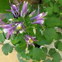 オダマキの画像