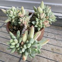 千代田の松,パキフィツム 千代田の松,多肉植物の画像