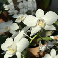 胡蝶蘭,温室,ラン科,白い花,小石川植物園の画像