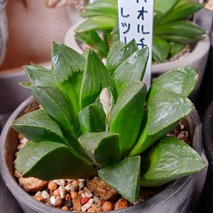 ハオルチア,ハオルチア,ハオルチア レツーサ,多肉植物,多肉ちゃんの画像