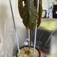 アボカドの画像