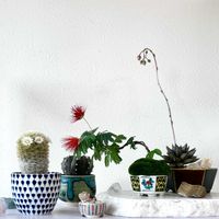 カルメナエ,緋ネムの花,盆栽,サボテンの花,ミニ盆栽の画像