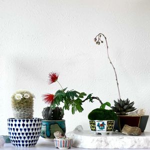 カルメナエ,緋ネムの花,盆栽,サボテンの花,ミニ盆栽の画像