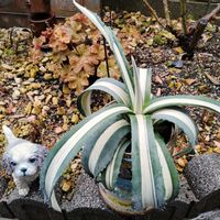 ガジュマル,虹の玉,多肉植物いろいろ,レモンタイム,レモンタイムの画像