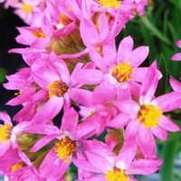 カンガルーポー,ヘリクリサム かんざし姫,初見参,お出かけ先の画像