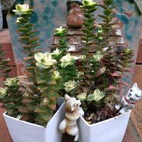 南十字星,南十字星,クラッスラ 南十字星,クラッスラ南十字星,多肉植物の画像