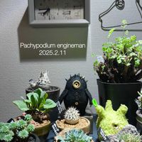 パキポディウム・デンシフローラム,塊根まんの画像