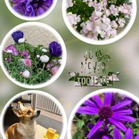 アネモネ,花かんざし,アネモネ・ポルト,紫の花,青い花の画像