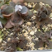 ミロッティ,アロマティカス　ライムシャワー,多肉植物,花のある暮らし,多肉植物のある暮らしの画像