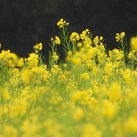 菜の花,カルガモ,アオサギ.,池田湖.,野鳥の画像
