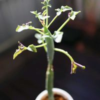 七宝樹,セネシオ 七宝樹,多肉植物,セネシオ属,棒の日の画像