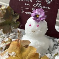 ヒューケラ,植物が好き♡,お花好き, ゆき  ,小さな雪だるまの画像