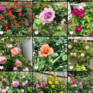 バラ,花のある暮らし,過去ピック,水曜ローズショー,チーム愛知の画像