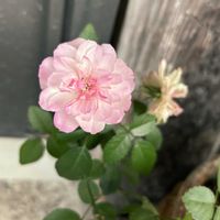 グリーンアイス,ミニバラ・グリーンアイス,花のある暮らし,ミニバラ鉢植え,バラを楽しむの画像