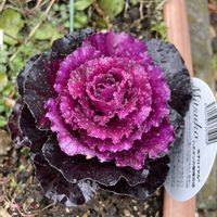 ヒヤシンス,ムスカリ,葉牡丹,金のなる木,キュンキュン乙女倶楽部の画像