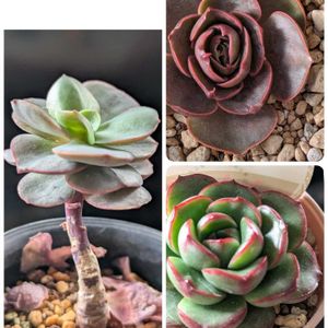 ピーチプリデ,レッドタン,グリーンライト,成長記録,新しい仲間の画像