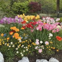 チューリップ,公園,季節の花,花のある生活,はなざかりの画像