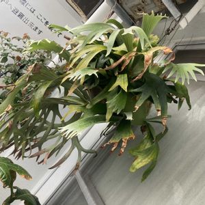  ビカクシダの画像