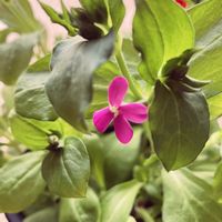 シレネ,シレネ,ピンク,頑張れ自分,種蒔きっ子の画像