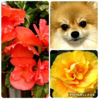 ベゴニア,東北人花の会の画像