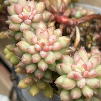 ピンクベリー,多肉植物,癒し,冬の多肉植物,紅葉多肉の画像