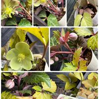 ユーフォルビア ルビーグロー,ユーフォルビア ルビーグロー,アゴニス ブラックテイル,アゴニス ブラックテイル,リベルティア　ゴールドストライプの画像