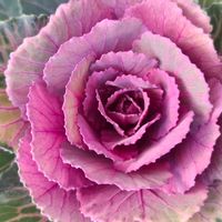 葉牡丹,葉牡丹,葉牡丹,花言葉,アブラナ科の画像