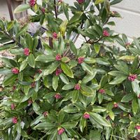 ビカクシダ,沈丁花,謎モン様・デリシオサ斑入りの画像