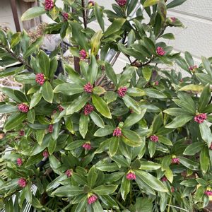 ビカクシダ,沈丁花,謎モン様・デリシオサ斑入りの画像