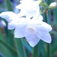 大根,早咲き純白かほり水仙,大根の焼酎漬け,大根の焼酎漬け,繋がりに感謝✨の画像