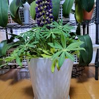 胡蝶蘭,大輪胡蝶蘭,ルビナス,胡蝶蘭が好き！,紫の妖精の画像