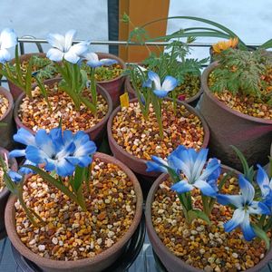 テコフィレア ライヒトリニー,テコフィレア ライヒトリニー,テコフィレア　シアノクロッカス,テコフィレア　シアノクロッカス,山野草の画像