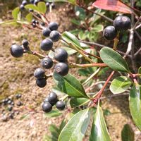 シャリンバイの画像