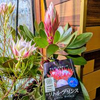 プロテア,プロテア リトルプリンス,オージープランツの画像