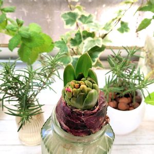 アップルミント,ヒヤシンス,ポトス,ローズマリー,アイビーの画像