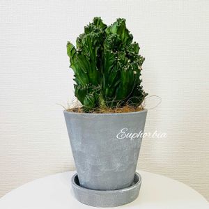 ユーフォルビア フランキアナ,多肉植物,ユーフォルビア,ダイソー,成長記録の画像