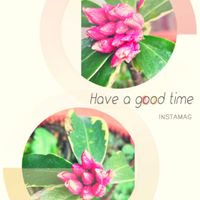 ジンチョウゲ,沈丁花,愛犬ふうと,挿し木,꒰ღ˘◡˘ற꒱かわゅ~の画像