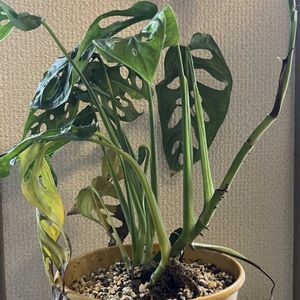 モンステラ,マドカズラ,成長記録,リビング・ダイニングの画像