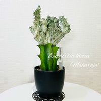 ユーフォルビア マハラジャ,多肉植物,ユーフォルビア,成長記録,多肉女子の画像