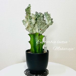ユーフォルビア マハラジャ,多肉植物,ユーフォルビア,成長記録,多肉女子の画像