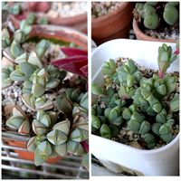 碧魚連,多肉植物,葉挿しっ子,トトの日,トトさんの画像