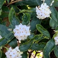 ジンチョウゲ,iPhone撮影,明月院,不滅,鎌倉散策の画像