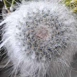 玉翁殿,マミラリア 玉翁殿,成長記録,植中毒,植物好きの画像