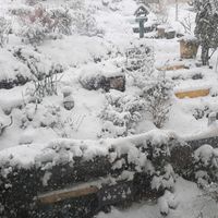 アジサイ,ナンテン,ニゲラ,花かんざし,三角葉アカシアの画像