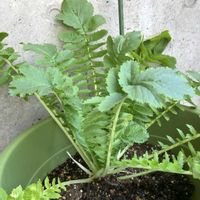 大根,大根栽培,家庭菜園の画像