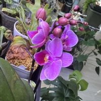 コチョウランの画像