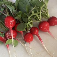 ラディッシュの画像